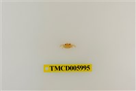 藏品(拉氏清溪蟹)的圖片